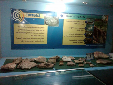 Los restos de tortugas son los fósiles mas comunmente encontrados en esta región.